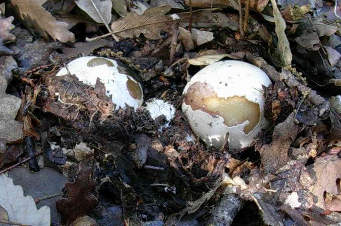 Phallus impudicus