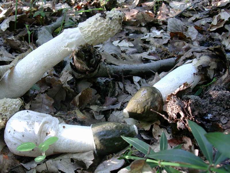 Phallus impudicus