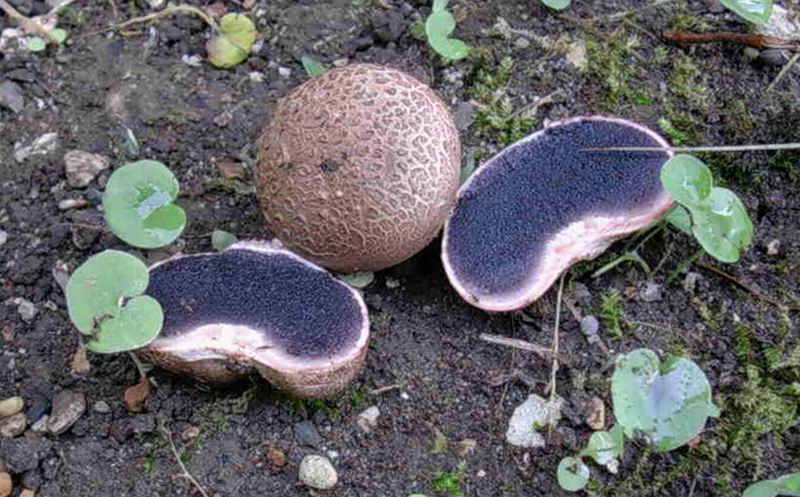 Scleroderma verrucosum