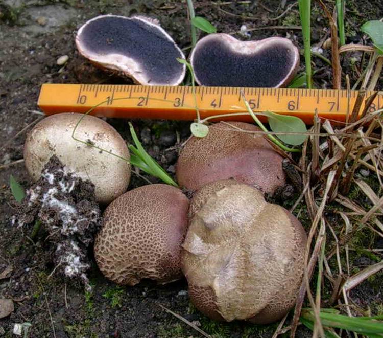 Scleroderma verrucosum