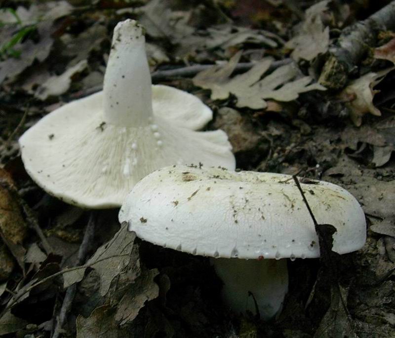 Lactarius piperatus