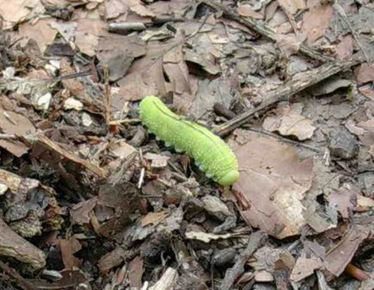 Larva di Cimbicide