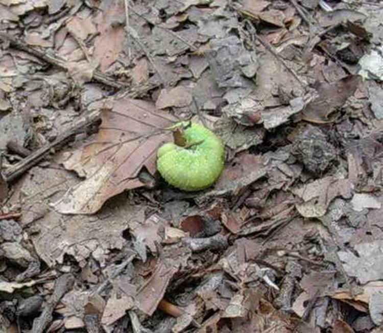 Larva di Cimbicide