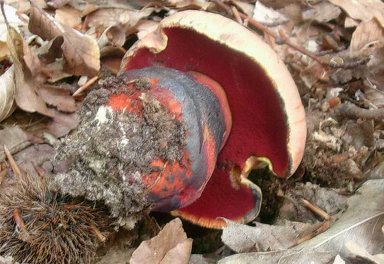boleto da determinare (cfr. Boletus rhodopurpureus)