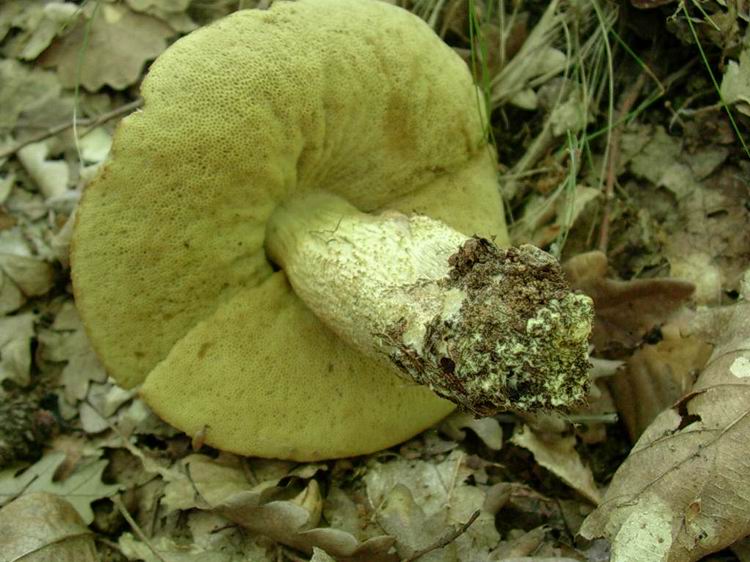 ...boletus????