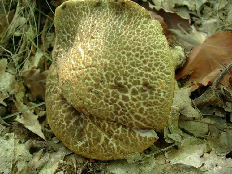 ...boletus????