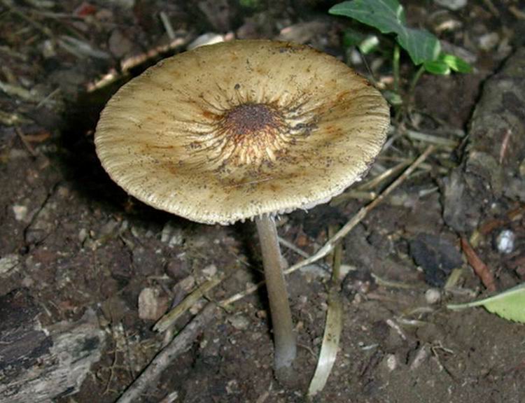 Xerula radicata
