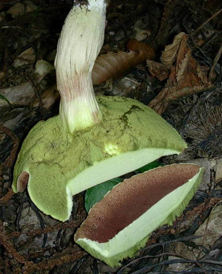 boletus