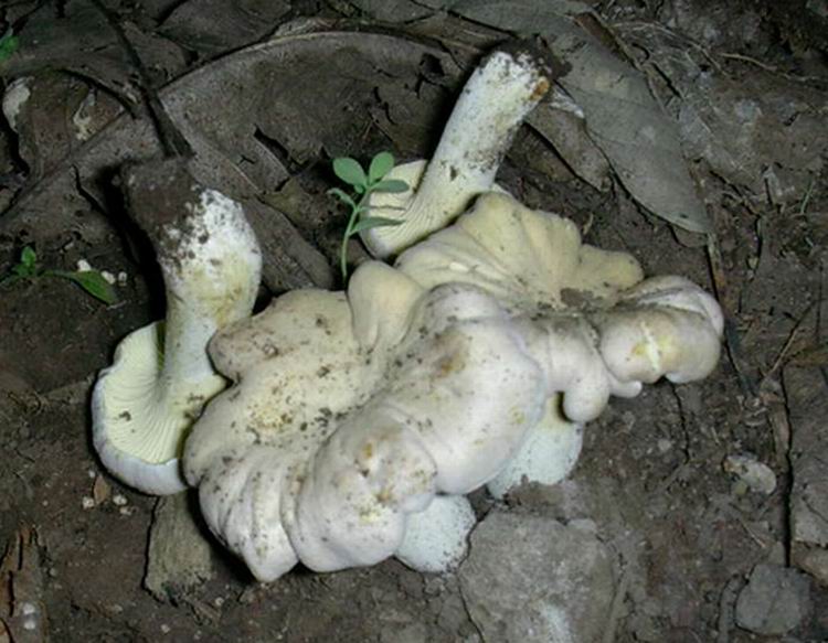 Cantharellus