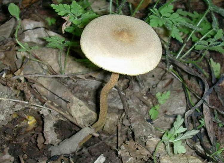 Xerula longipes