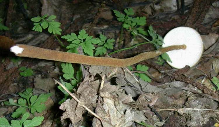 Xerula longipes