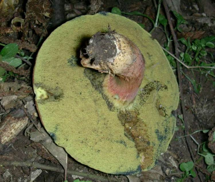 boletus (cfr. Xerocomus armeniacus)
