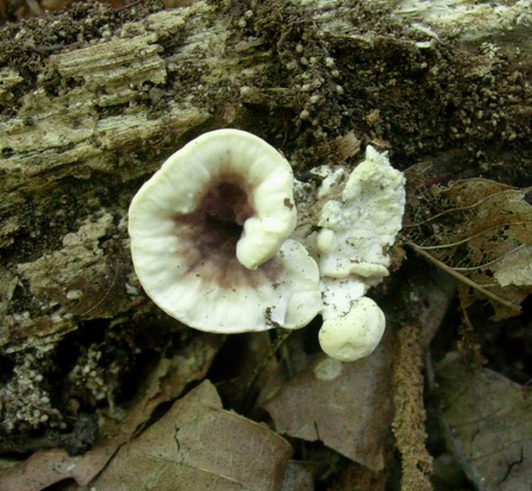 fungo (Bjerkandera adusta)