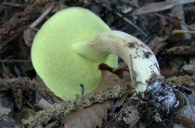 Xerocomus subtomentosus