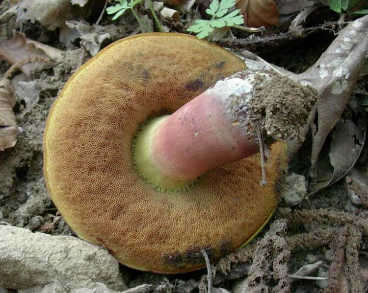 ...boletus????