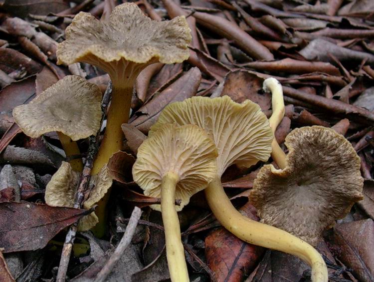 Craterellus tubaeformis