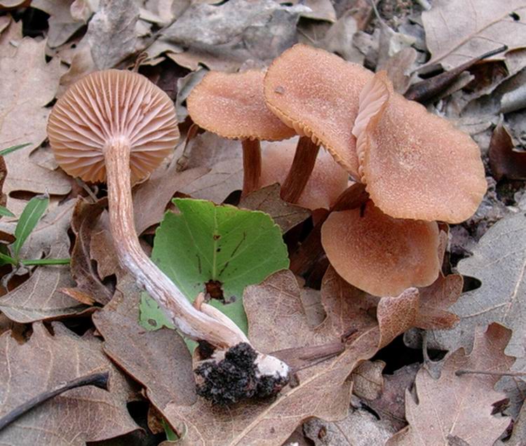 funghi da determinare