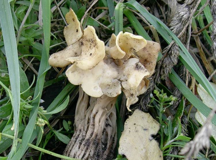 Helvella crispa (cfr. H. pithyophila)