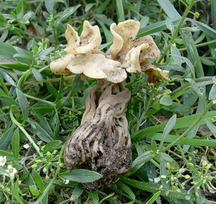 Helvella crispa (cfr. H. pithyophila)