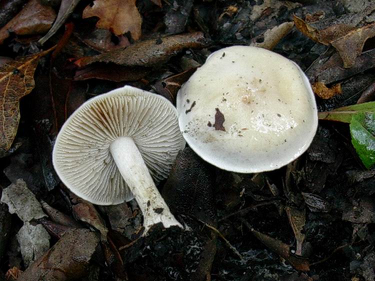 ...funghi da determinare