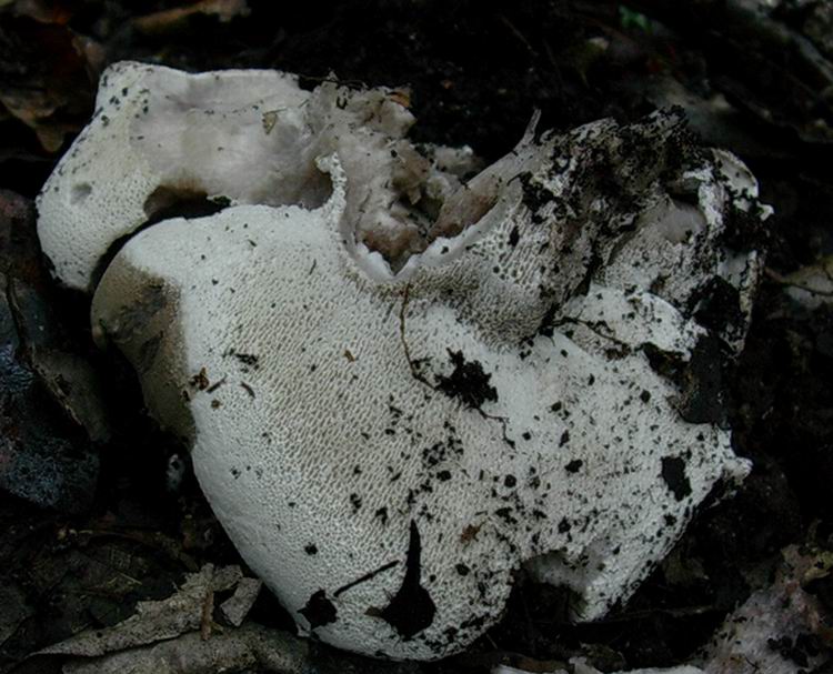 ...funghi da determinare