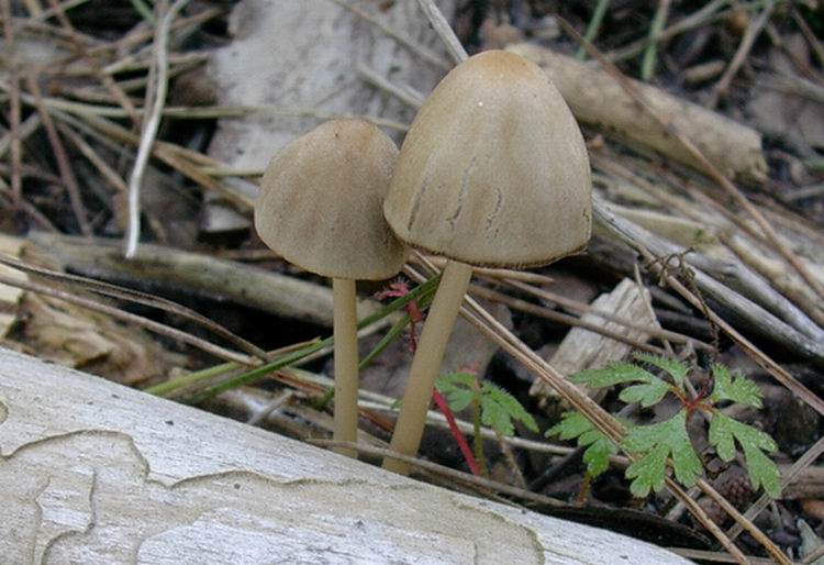 ...funghi da determinare
