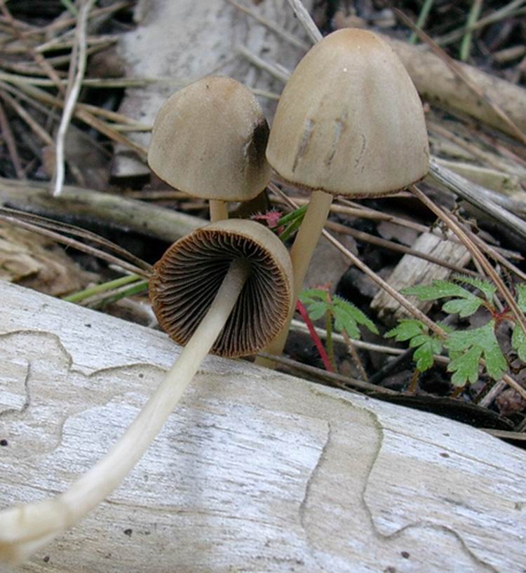 ...funghi da determinare