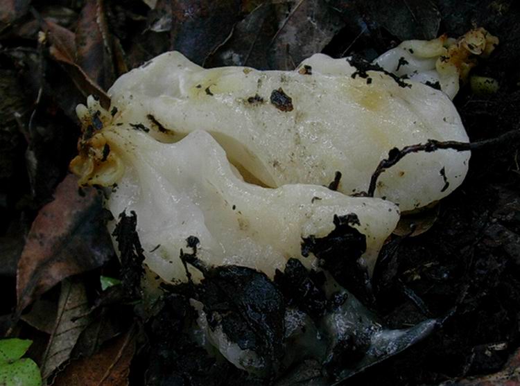 Tremella mesenterica