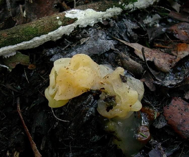 Tremella mesenterica