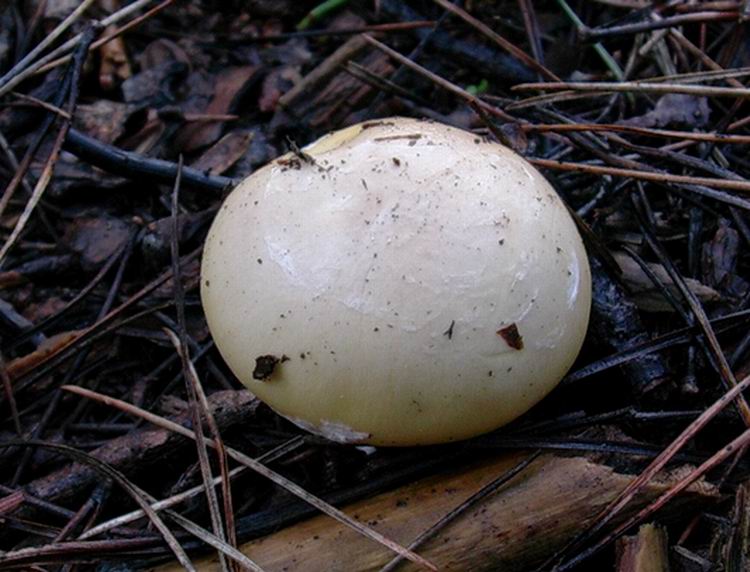 amanita junquillea