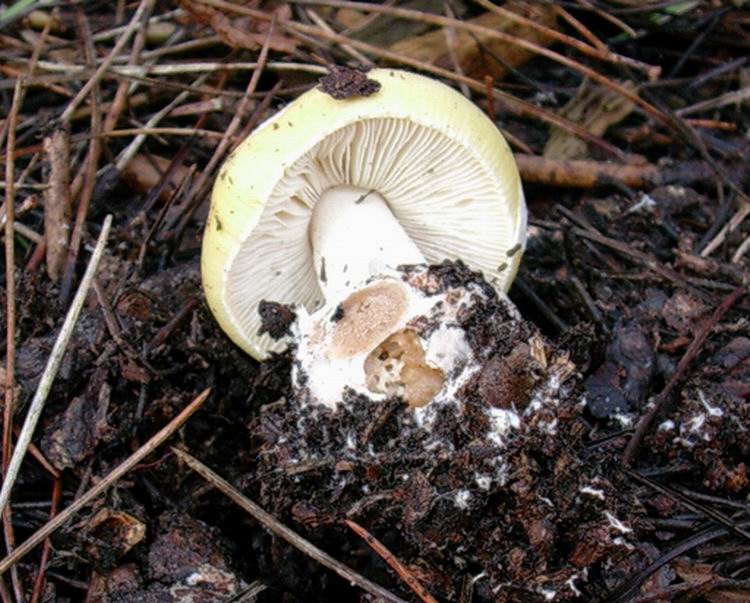 amanita junquillea