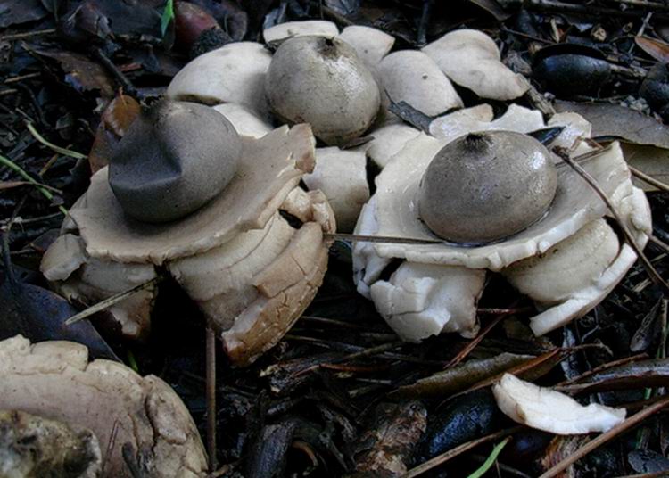 Geastrum triplex