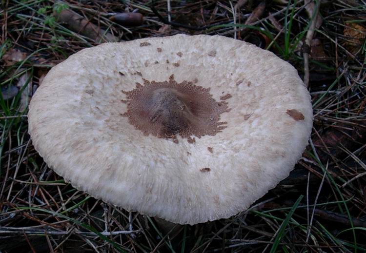 ...funghi da determinare