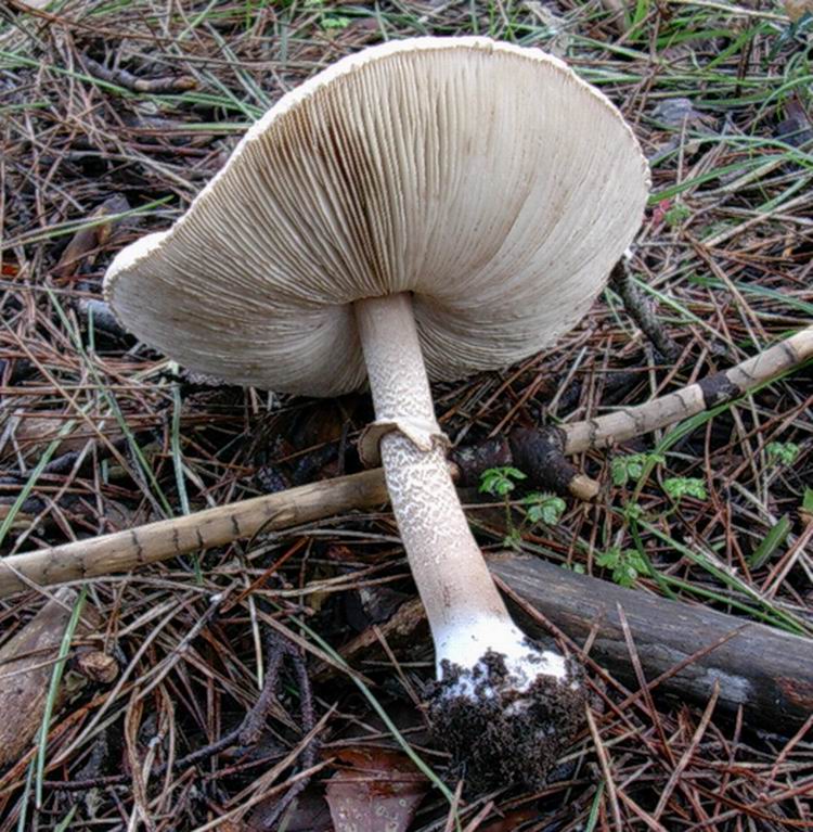 ...funghi da determinare
