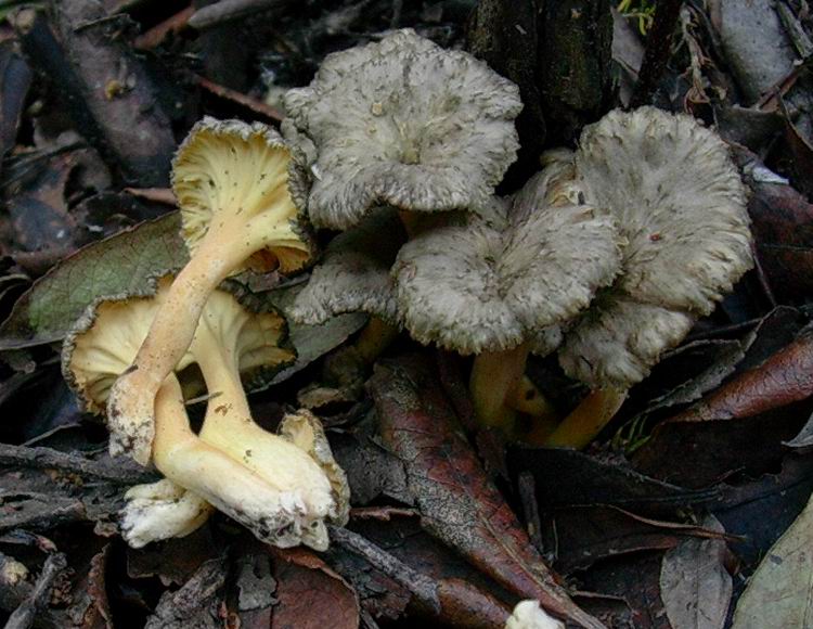 Craterellus lutescens