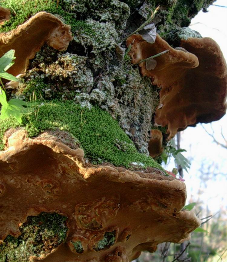 che   fungo ? (Phellinus torulosus)