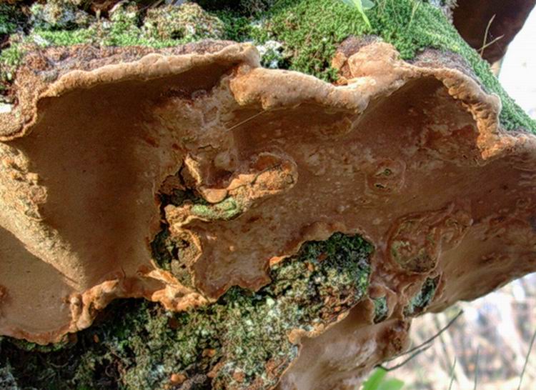 che   fungo ? (Phellinus torulosus)