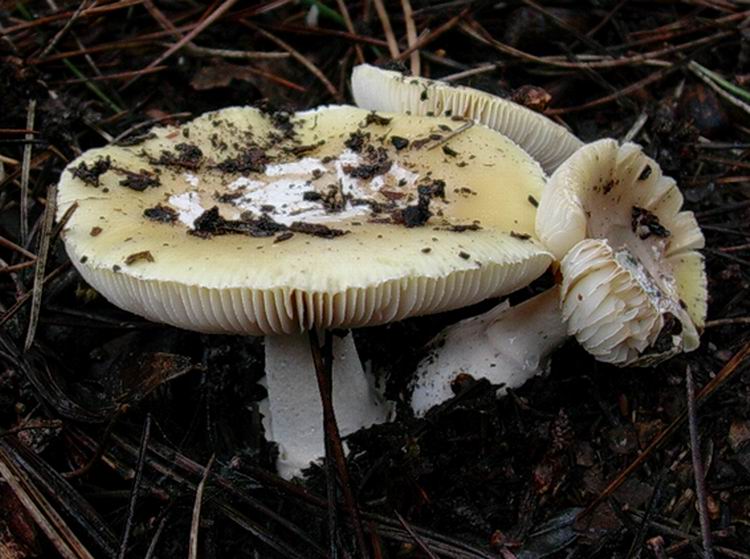 Amanita junquillea