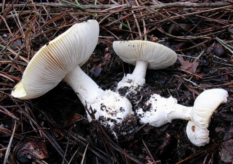 Amanita junquillea