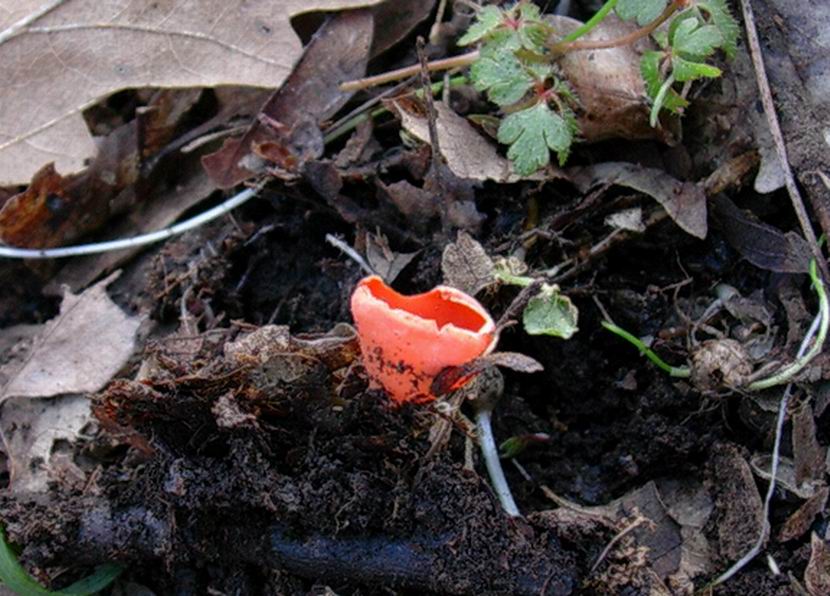 probabile Sarcoscypha coccinea