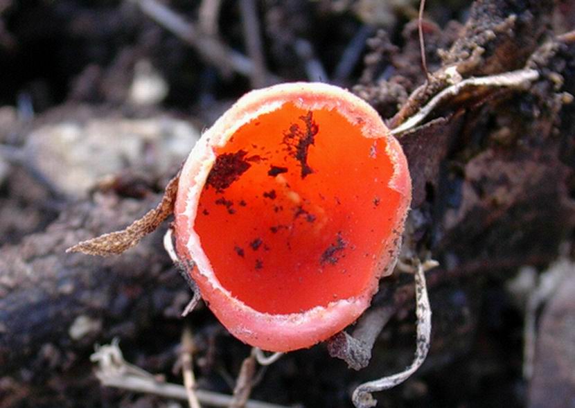 probabile Sarcoscypha coccinea