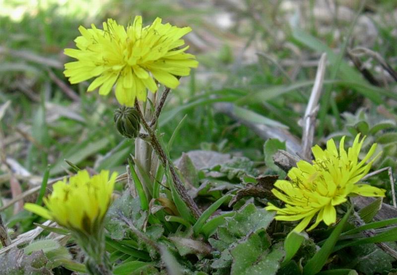 Hieracium, viola, salvia  e tulipe?