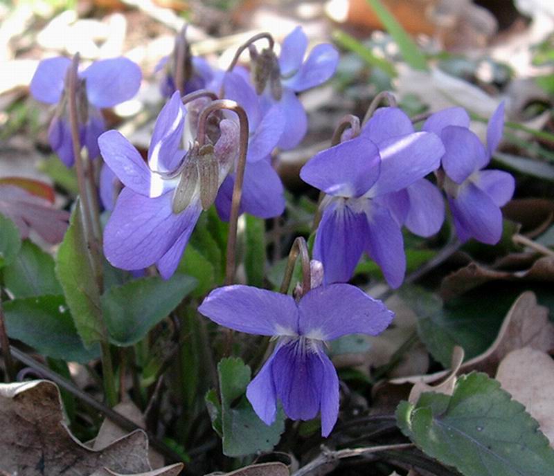 Hieracium, viola, salvia  e tulipe?