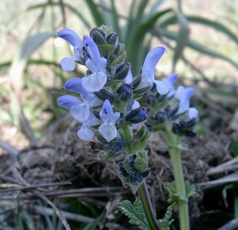 Hieracium, viola, salvia  e tulipe?