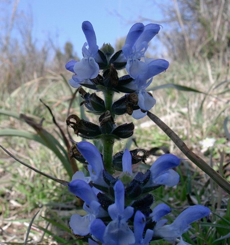 Hieracium, viola, salvia  e tulipe?