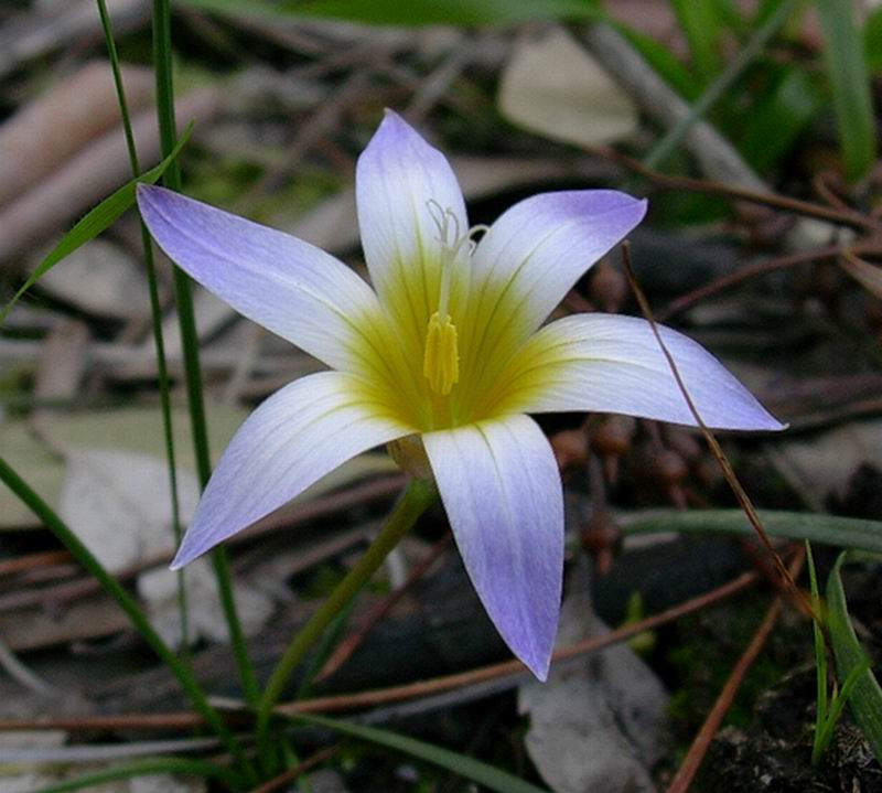 Hieracium, viola, salvia  e tulipe?