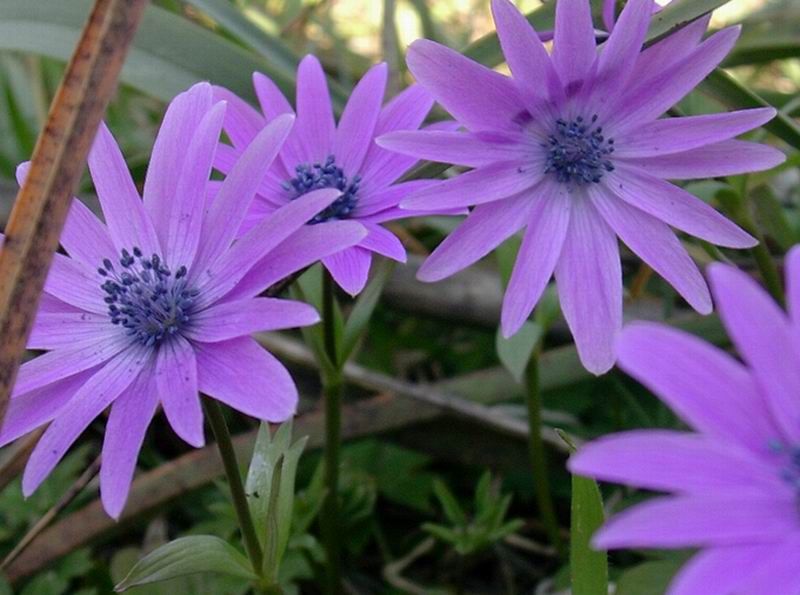 Anemone hortensis / Anemone fior-stella