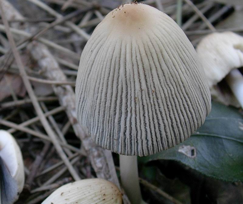 coprinus