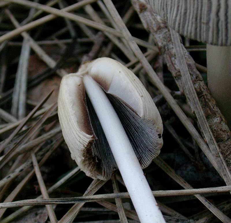 coprinus