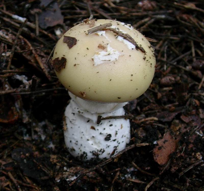 Amanita junquillea